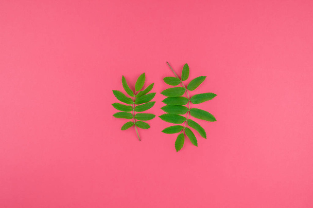 Creative flat lay top view pattern with fresh green rowan tree leaves on bright pink background with copy space in minimal duotone pop art style, frame template for text - Foto, immagini