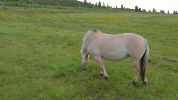 Cavalos de fiordes noruegueses - Fiordes
 - Filmagem, Vídeo