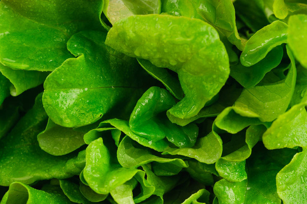 close up of fresh green lettuce  - Фото, зображення