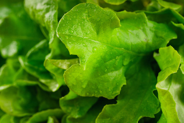 close up of fresh green lettuce  - 写真・画像