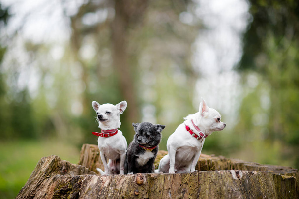 lovely chihuahua puppies in collars sitting on decayed stump tree in forest - Photo, Image