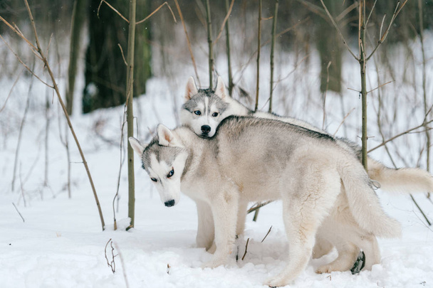 close up view of big siberian husky dogs in winter park - Foto, imagen