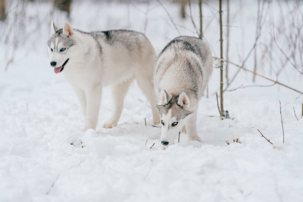 close up view of big siberian husky dogs in winter park - Photo, Image