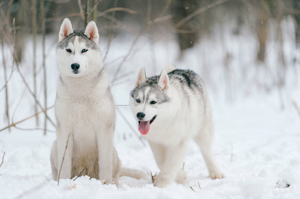 close up view of big siberian husky dogs in winter park - Foto, imagen