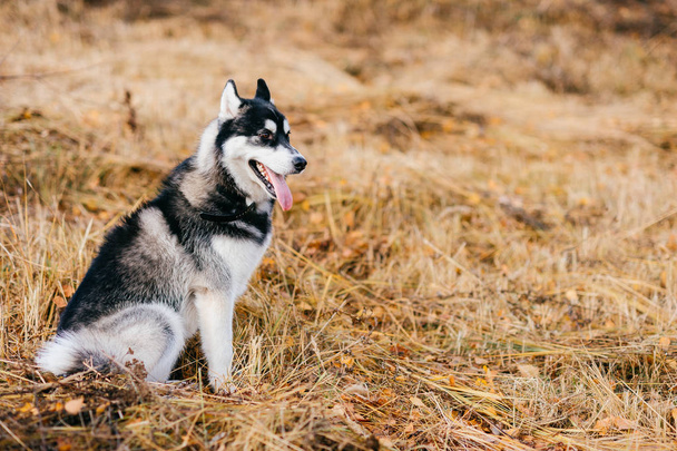 close up view of big husky dog in autumn park - Valokuva, kuva