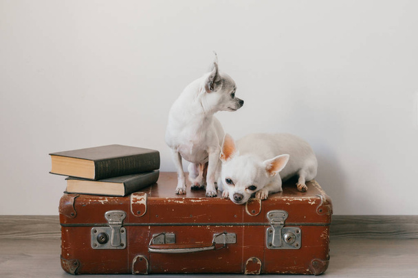 close up view of cute chihuahua puppies sitting on suitcase floor at home - Foto, Imagem