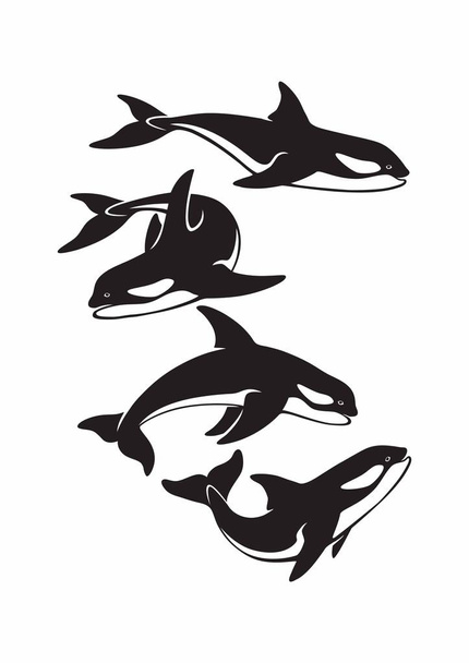 az ábrán látható orca bálna vektoros illusztráció - Vektor, kép
