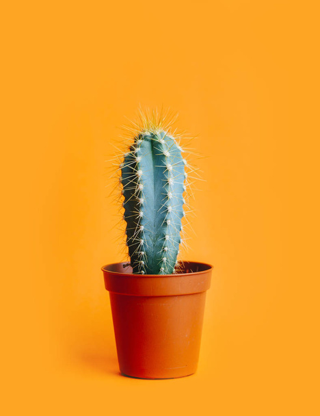Green cactus in decor pot over bright orange pastel background. Colorful yellow summer trendy creative concept. Minimal contemporary pop art. Funky houseplant still life. - Photo, Image