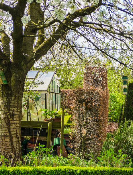 Pieni kasvihuone ja puutarhanhoito pöytä piilossa välillä valkopyökki pensasaidat aikaisin keväällä
 - Valokuva, kuva