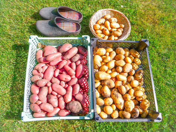 Вареники доморощенного красного и желтого картофеля, Бельгия
 - Фото, изображение