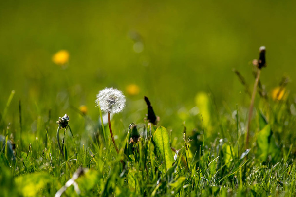 Красиві білі квіти кульбаби в зеленій траві. Луг з квітами кульбаби. Польові квіти. Дефлоровані кульбаби. Природне поле квіти на лузі
.  - Фото, зображення