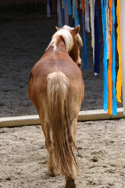 Сідло коня позує за камерою в залі їзди під час тренувань
 - Фото, зображення