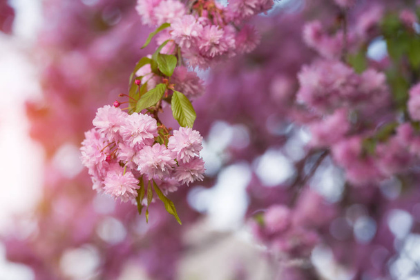 Pink sakura flowers on spring cherrys twigs - Fotoğraf, Görsel