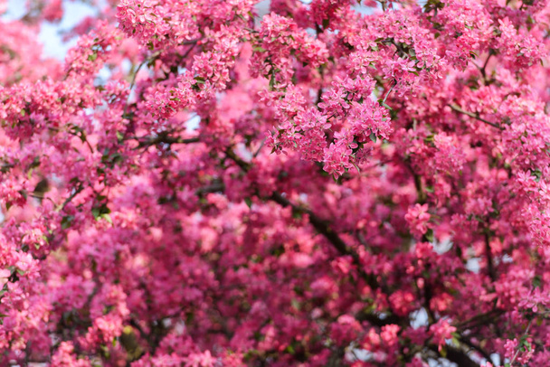 Pink sakura flowers on spring cherrys twigs - Valokuva, kuva