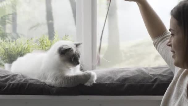 Happy cute cat lying next to a window and playing with her owner at home, she is catching a toy with a ribbon - Кадры, видео