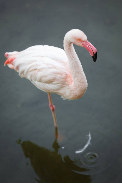 Розовый фламинго стоит на одной ноге в воде вечером
 - Фото, изображение