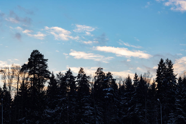 Cielo blu e nuvole rosa sugli alberi al tramonto
 - Foto, immagini