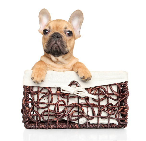Chiot Bulldog français dans un panier en osier sur fond blanc. Thème bébé animal
 - Photo, image