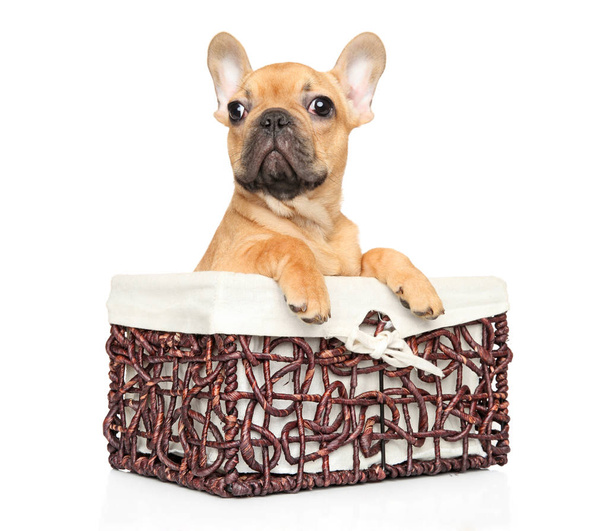 Cachorro Bulldog francês senta-se em cesta de vime no fundo branco. Tema animal bebê
 - Foto, Imagem