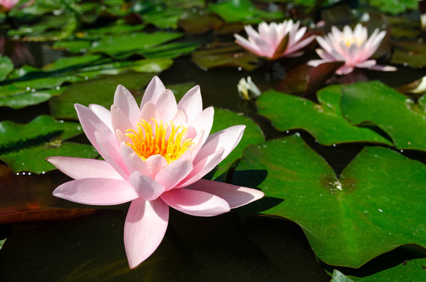 beautiful water lily close up  - Φωτογραφία, εικόνα
