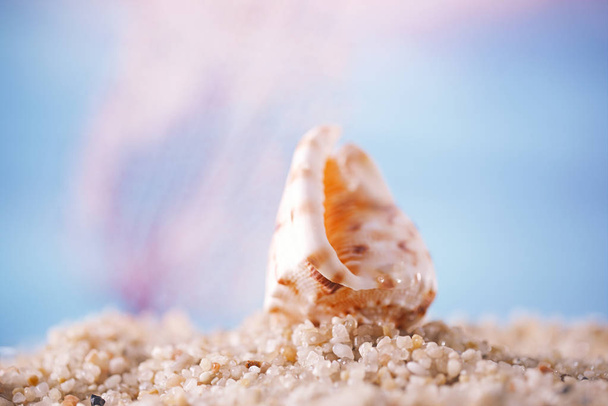 tropische Muschel Muschel Muschel Muschel auf Sand mit Meer unter Wasser Meereslandschaft - Foto, Bild