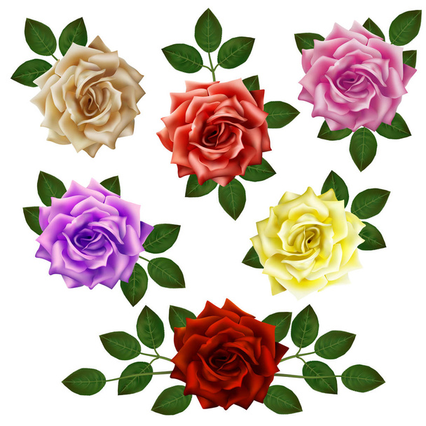 Set of beautiful colorful roses with leaves. Floral arrangement for decoration, perfect for weddimg invitation, birthday, Valentines Day, mother s day. - Vector, Image
