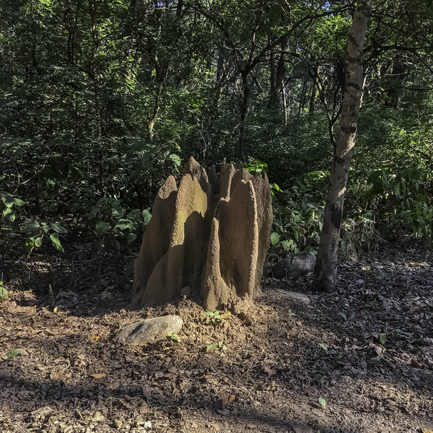 Kopiec termitowy w dżungli - Park Narodowy Jim Corbett, Indie - Zdjęcie, obraz