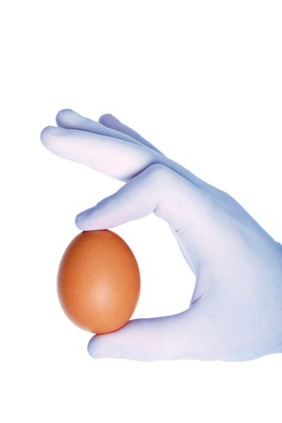 Egg - Photo, Image