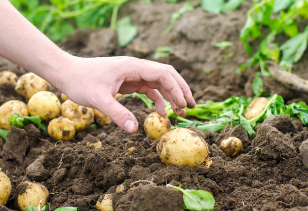 A man's hand is drawn to a young potato. The company for harvesting potatoes. The farmer is working in the field. Growing of vegetables and frutkov, agroculture, agrocomplex. harvest 2018 - Foto, afbeelding