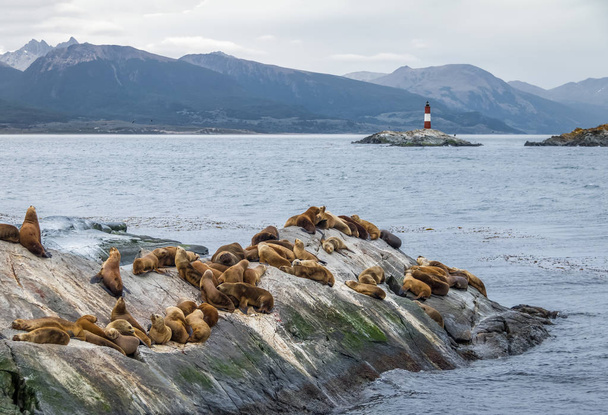 Sea Lions island and lighthouse - Beagle Channel, Ushuaia, Argentina - Φωτογραφία, εικόνα