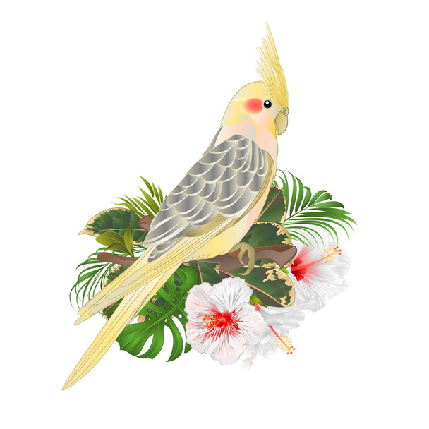 Komik papağan sarı petsupplies şirin tropik kuş ve beyaz hibiscus suluboya stili bir yeşil renkli vintage vektör çizim düzenlenebilir temel çizmek el - Vektör, Görsel