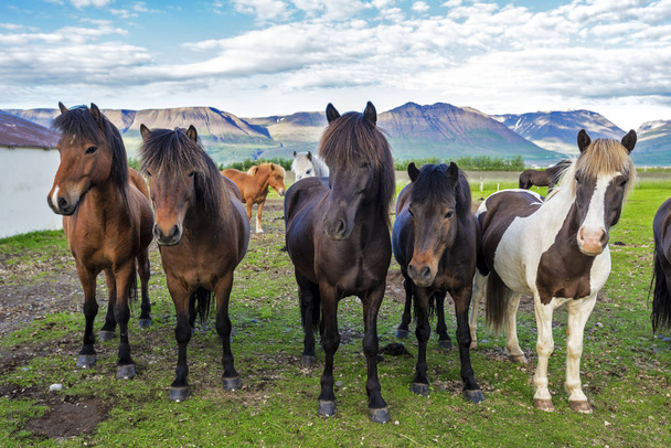 Cavalli islandesi nella fattoria del villaggio di Varmahlid. Skagafjordur comune nel nord-ovest dell'Islanda
  - Foto, immagini