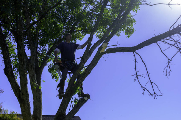 άνθρωπος με υψηλή περιεκτικότητα σε τέφρα δέντρο πάνω σε σχοινιά ασφάλεια τέμνοντες κλάδοι με αέριο τροφοδοτείται αλυσοπρίονο άκρων αλιεύονται πέφτουν μέσα του αέρα με οροφή top και μπλε ουρανό φόντο - Φωτογραφία, εικόνα
