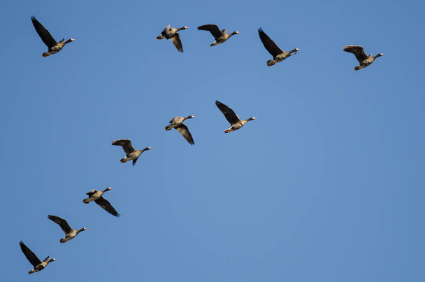 Schwarm der Weißstirngänse fliegt in einen blauen Himmel - Foto, Bild