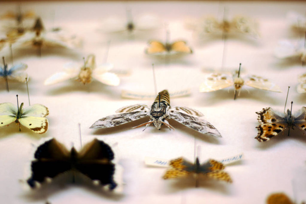 Polilla de halcón (Sphinx ligustri) enfocada en una colección de mariposas
. - Foto, Imagen