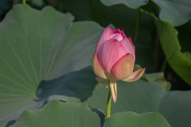 lotusbloem met groene hohas achtergrond - Foto, afbeelding