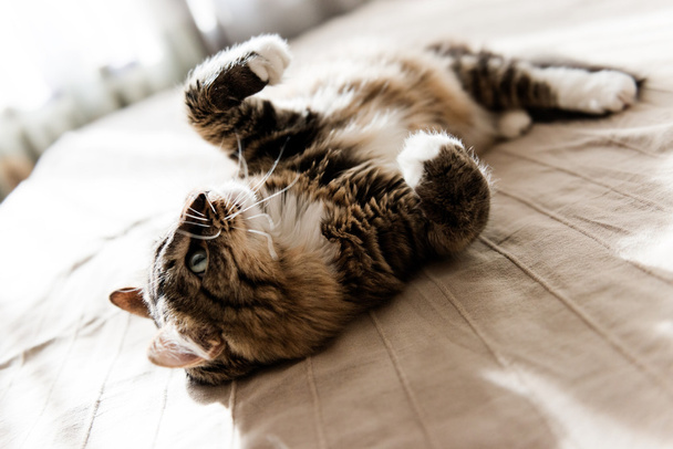 cat lying on bed - Valokuva, kuva