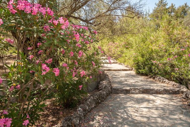 Steinweg zwischen Blumen in der Blüte eines rosa Nerium-Oleanders. Rhodos, Griechenland. Europa. - Foto, Bild