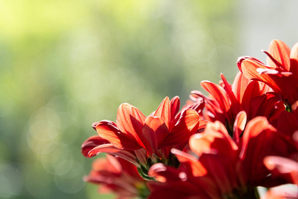 緑の背景に赤の菊の花束 - 写真・画像