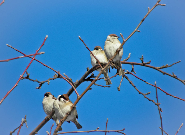 普通のスズメが冬の空に対して木の枝の上に座る. - 写真・画像