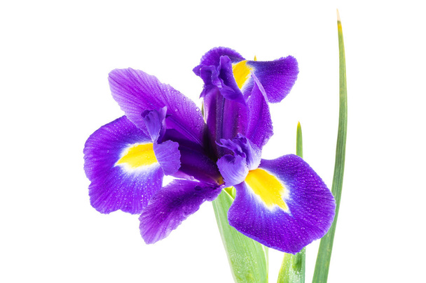 Hermosa flor de iris púrpura oscura aislada sobre fondo blanco
 - Foto, imagen