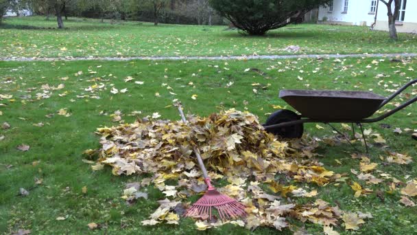 mujer recoger hojas de arce seco en carretilla en el patio. Tiempo de otoño. 4K
 - Metraje, vídeo
