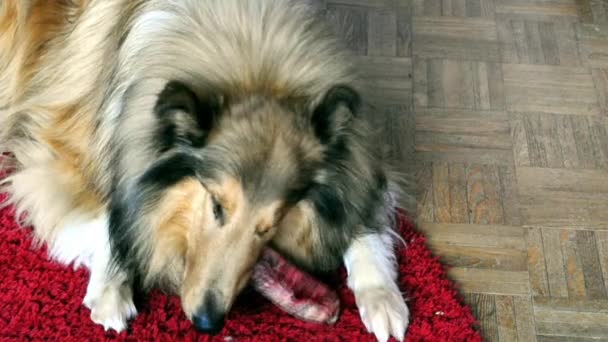 Collie perro con hueso
 - Metraje, vídeo