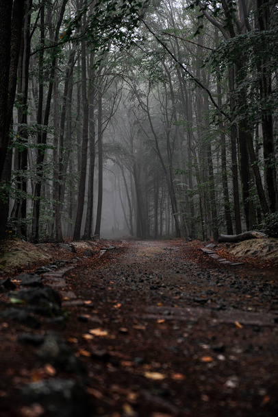 Tajemniczym lesie ścieżki w mglisty jesienny dzień prowadzi w nieznane - Zdjęcie, obraz