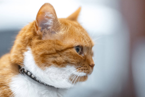 Ritratto ravvicinato della faccia rossa bianca del profilo del gatto norvegese
 - Foto, immagini