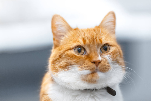Close-up portrait of red white Norwegian cat - Photo, Image
