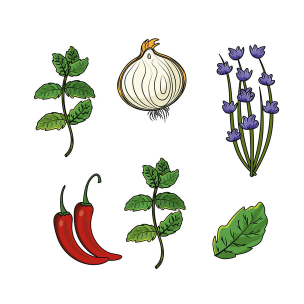 zestaw ziół i przypraw roślin i narządów żywności wektor ilustracja - Wektor, obraz