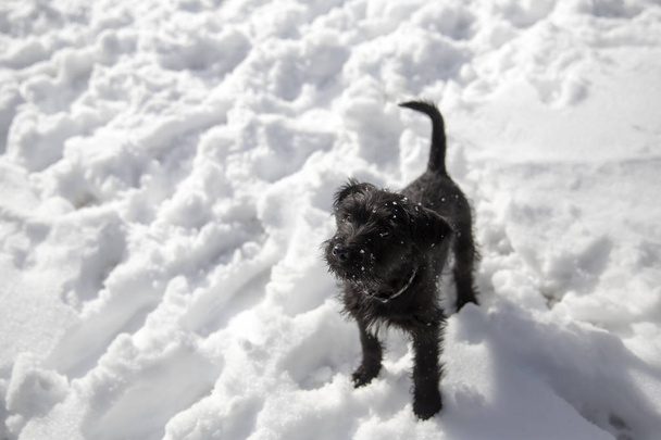 Миниатюрный щенок Шнауцера играет в снегу
 - Фото, изображение