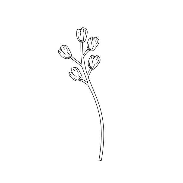 line beauty herb plant with organic ingredients vector illustration - Vektör, Görsel
