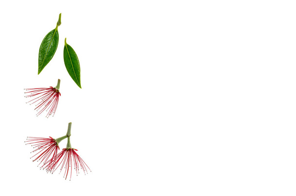 drzewa pohutukawa czerwony na białym tle kwiatów i liści z kopia miejsce na prawej - Zdjęcie, obraz